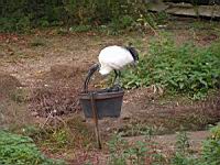 Ibis sacre, Threskiornis aethiopicus (Photo F. Mrugala) (10)